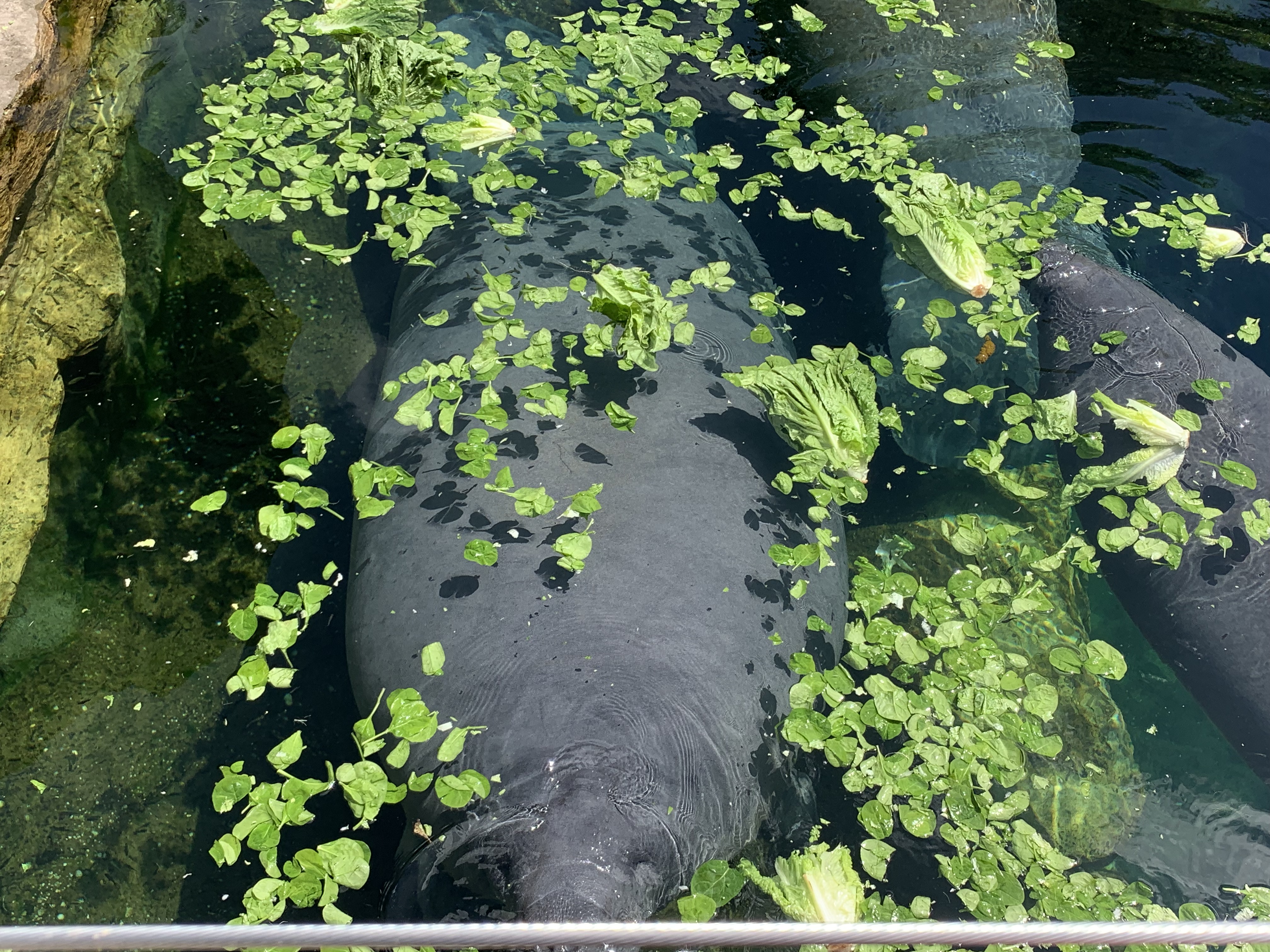 Manatee business