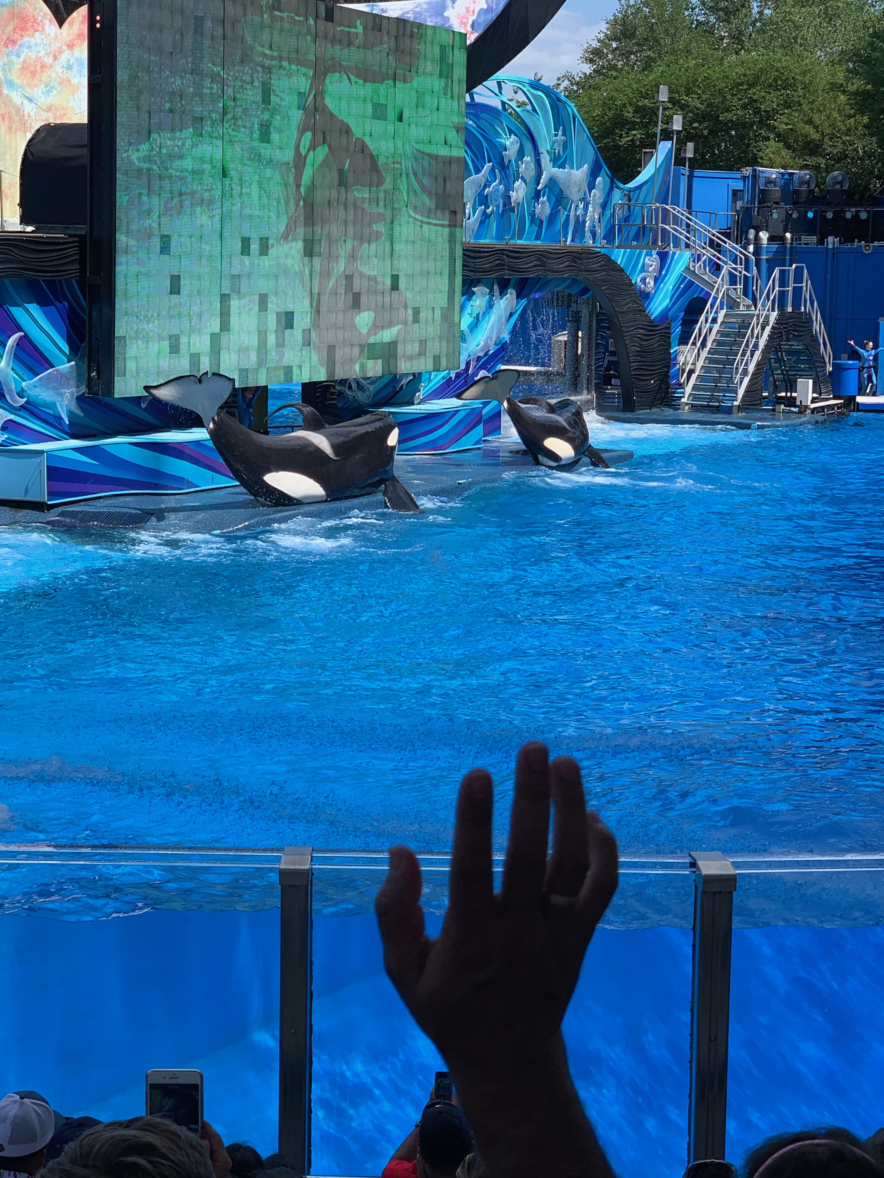 Shamu Show